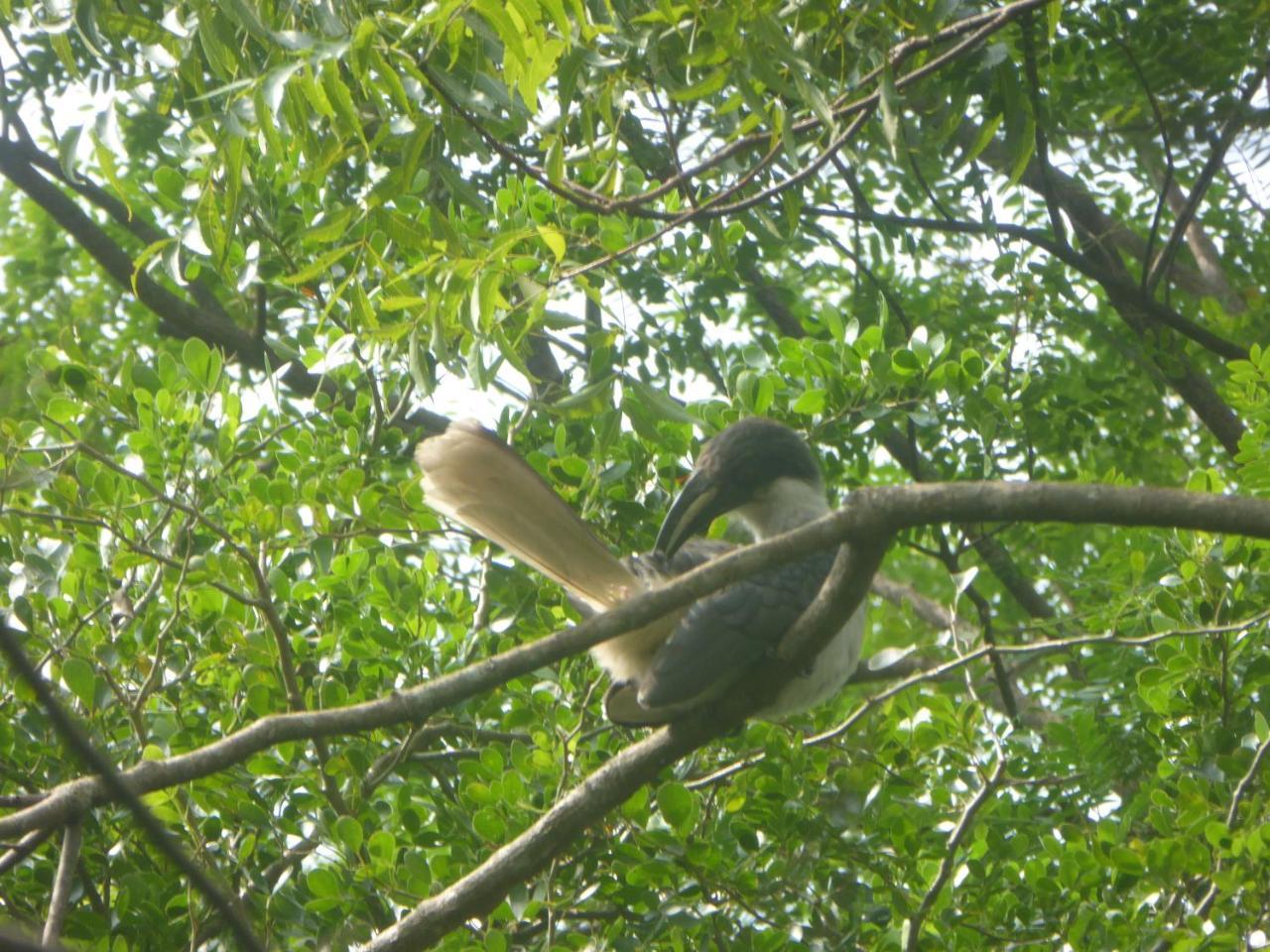 Angry Birds Homestay Habarana Buitenkant foto